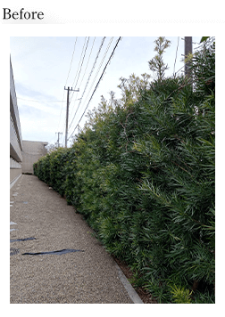 マンション伐採作業Before画像
